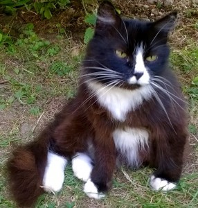 Elegancki kot na trawniku