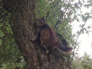 Kot wspinający się na drzewo