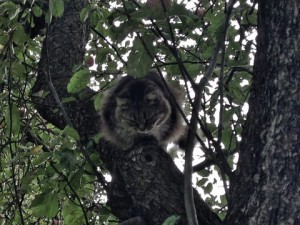 Kot siedzący na drzewie.